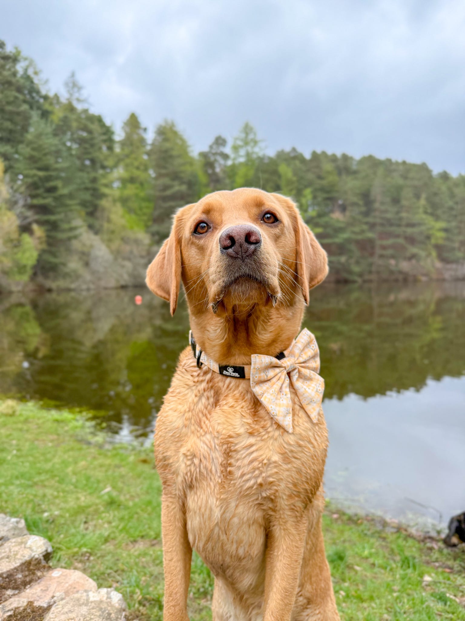 Daisy Dreams Collar
