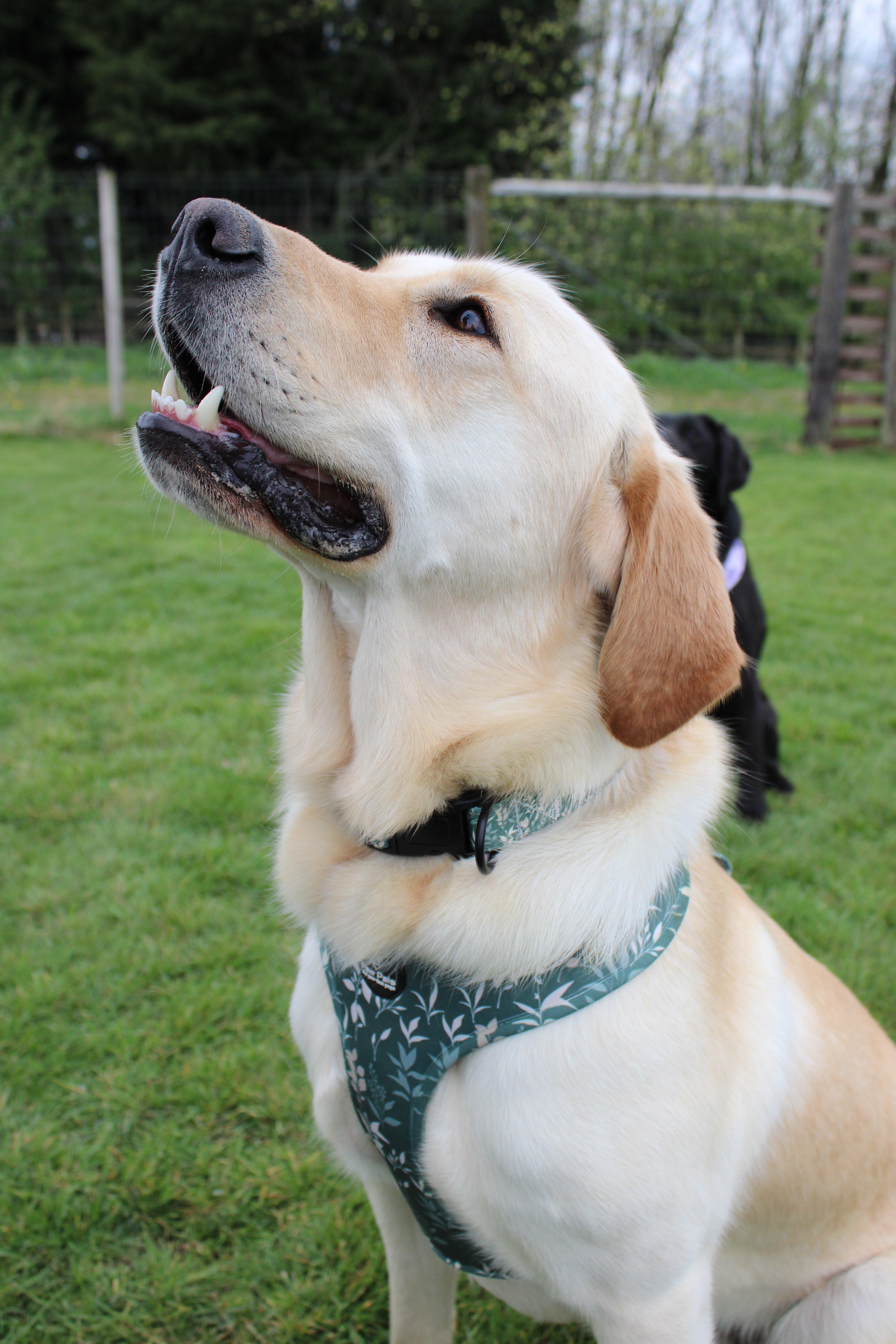 Spring Leaves Collar