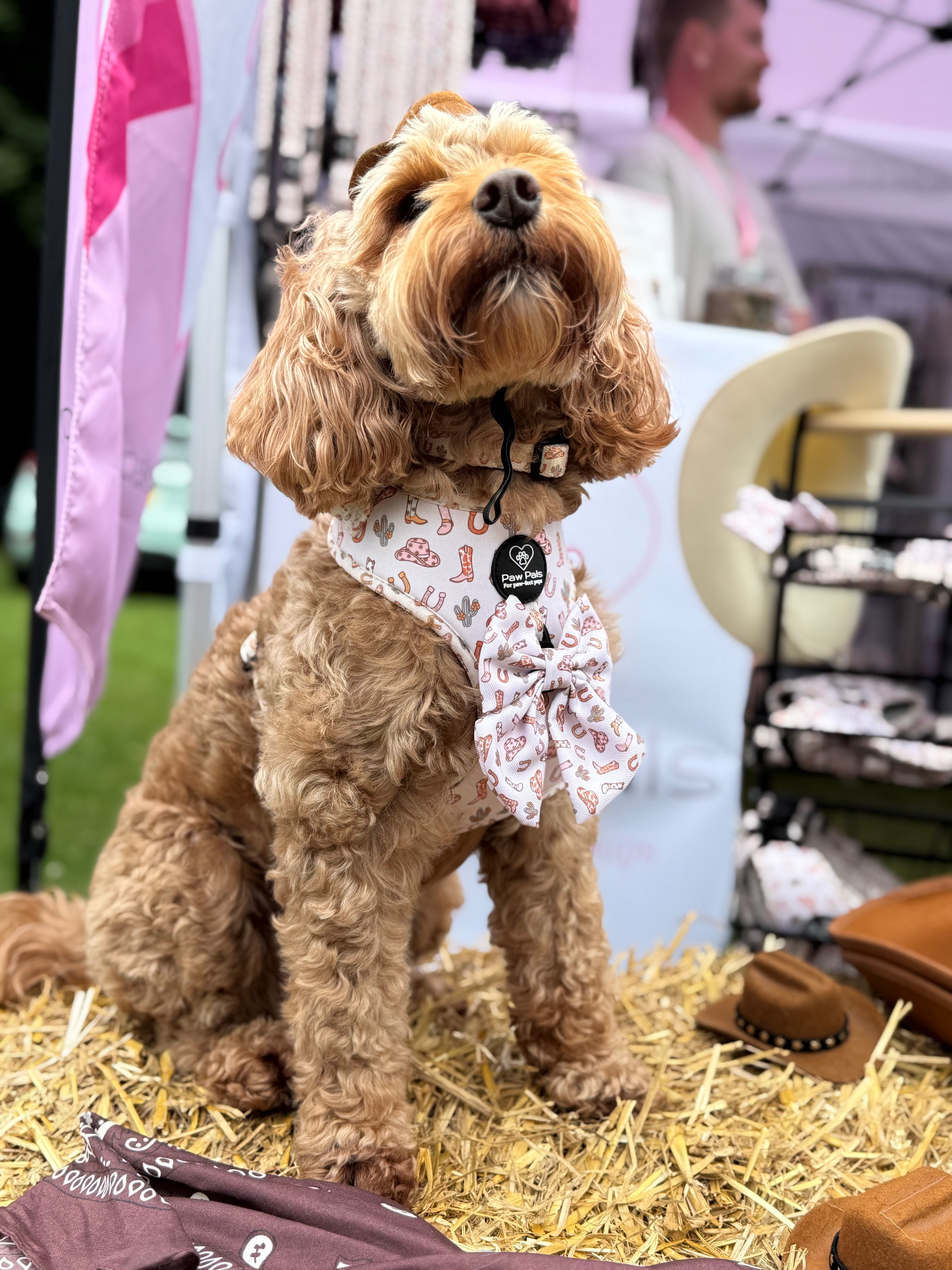 Saddle up Pup Collar