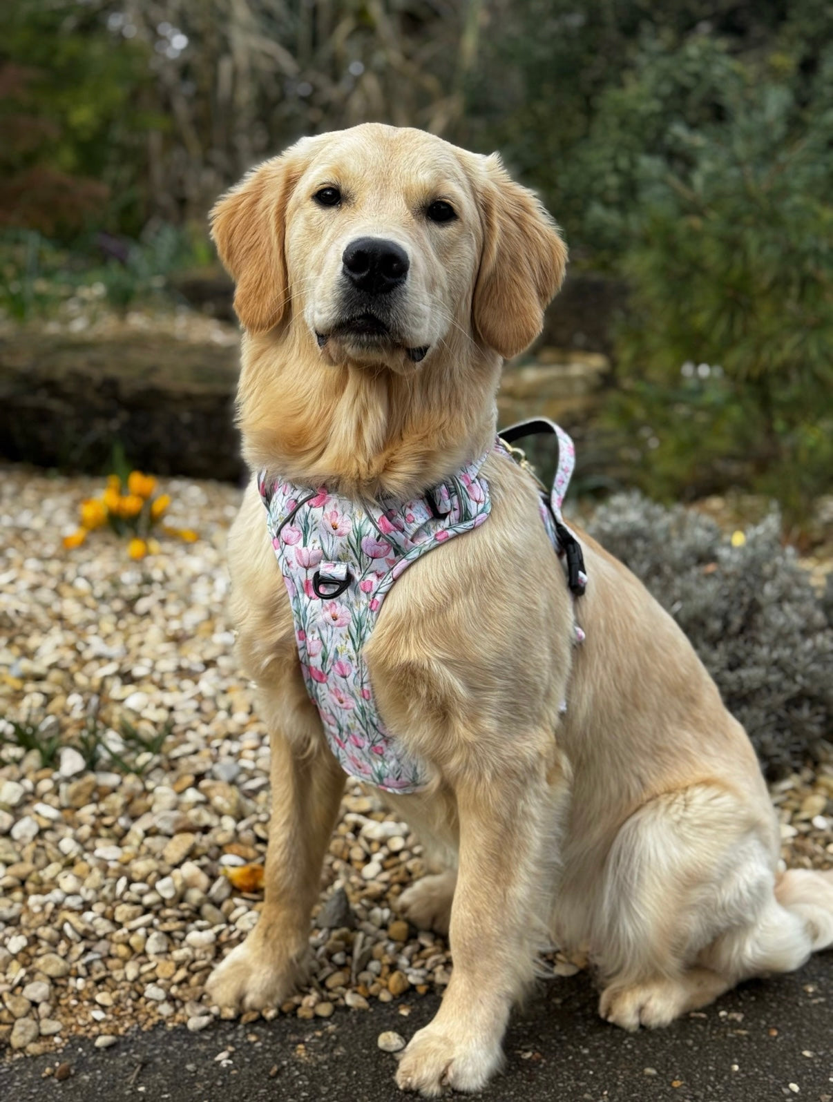 Tulip Trails PawpalsPro