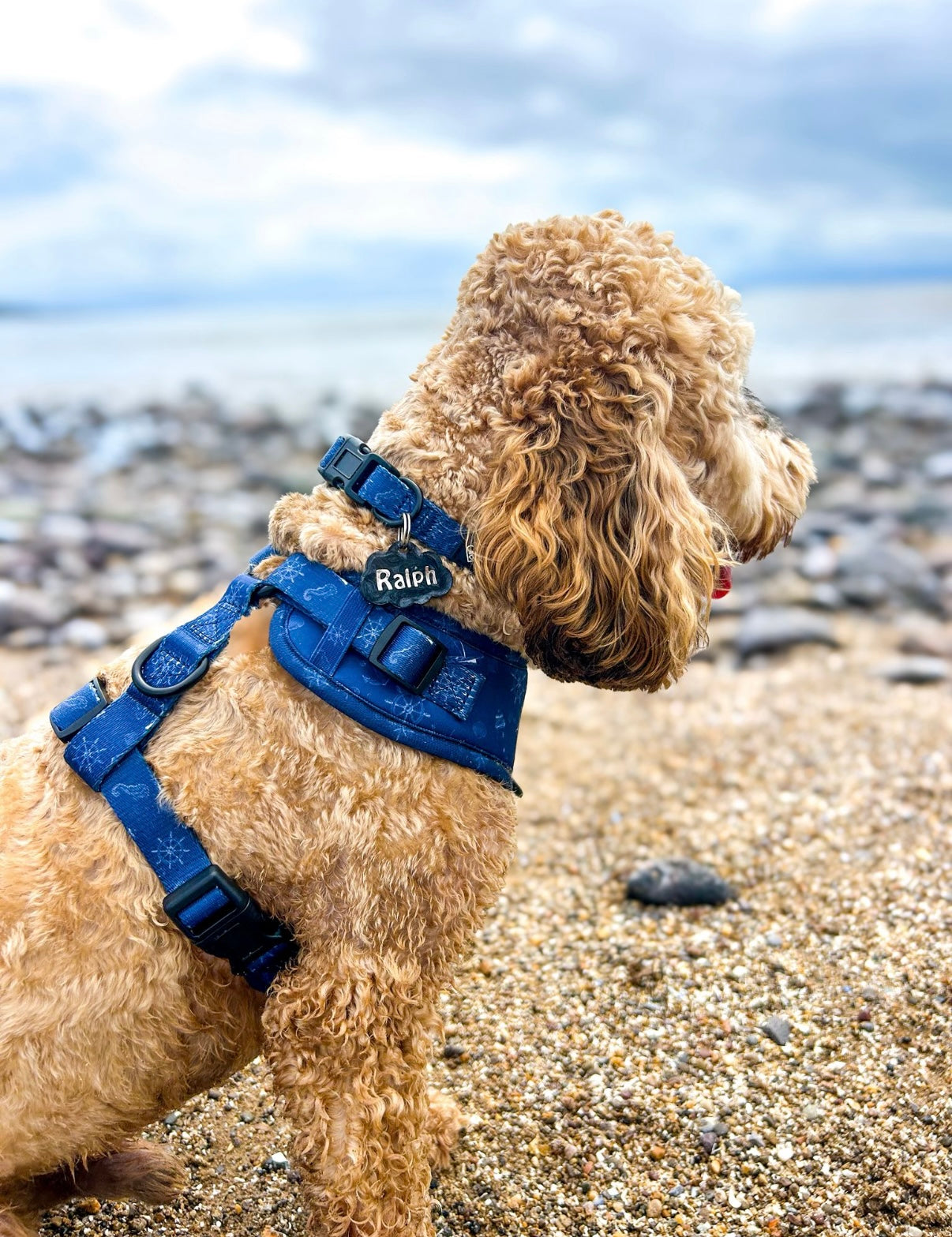 Paws On Deck Collar