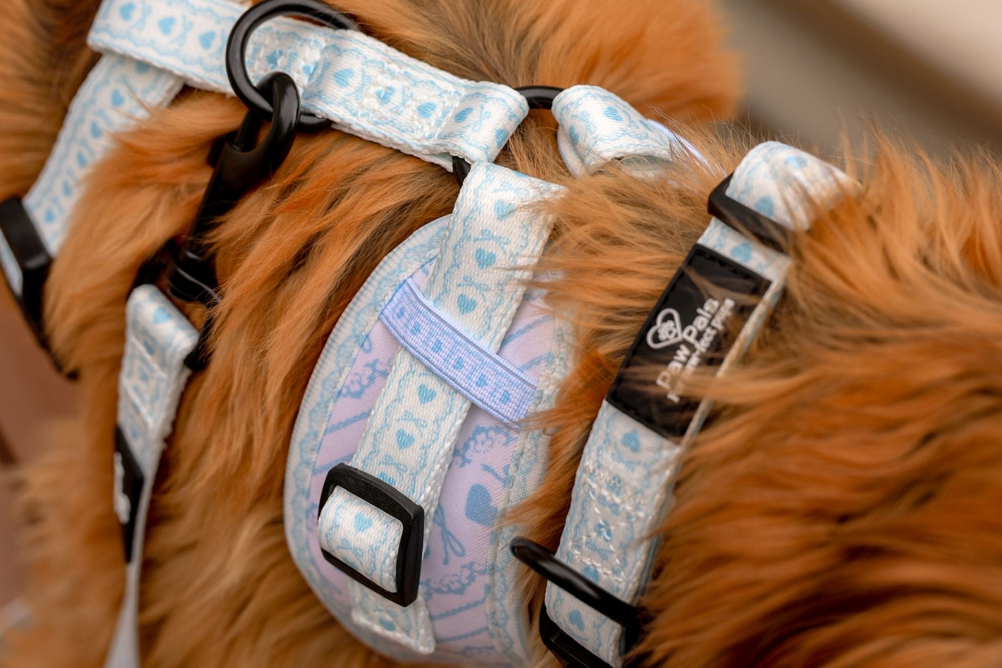 Bow In Love Collar