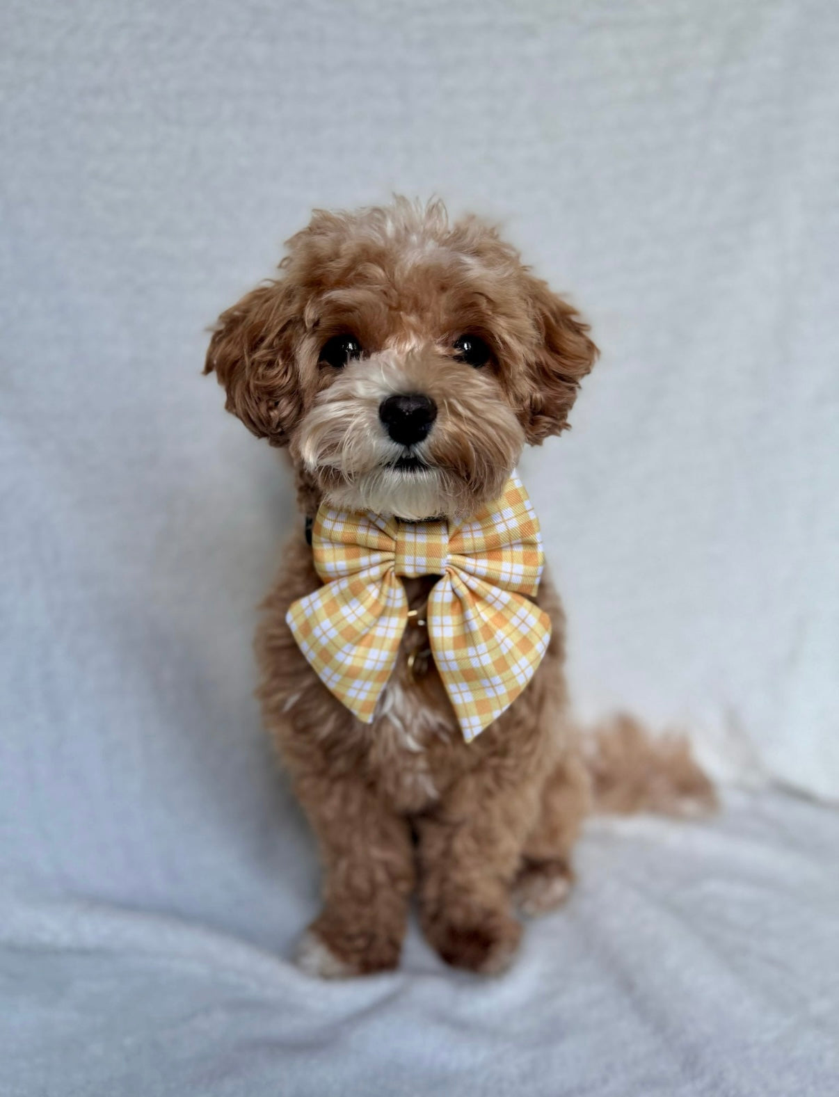 Tartan Trails Sailor Bow