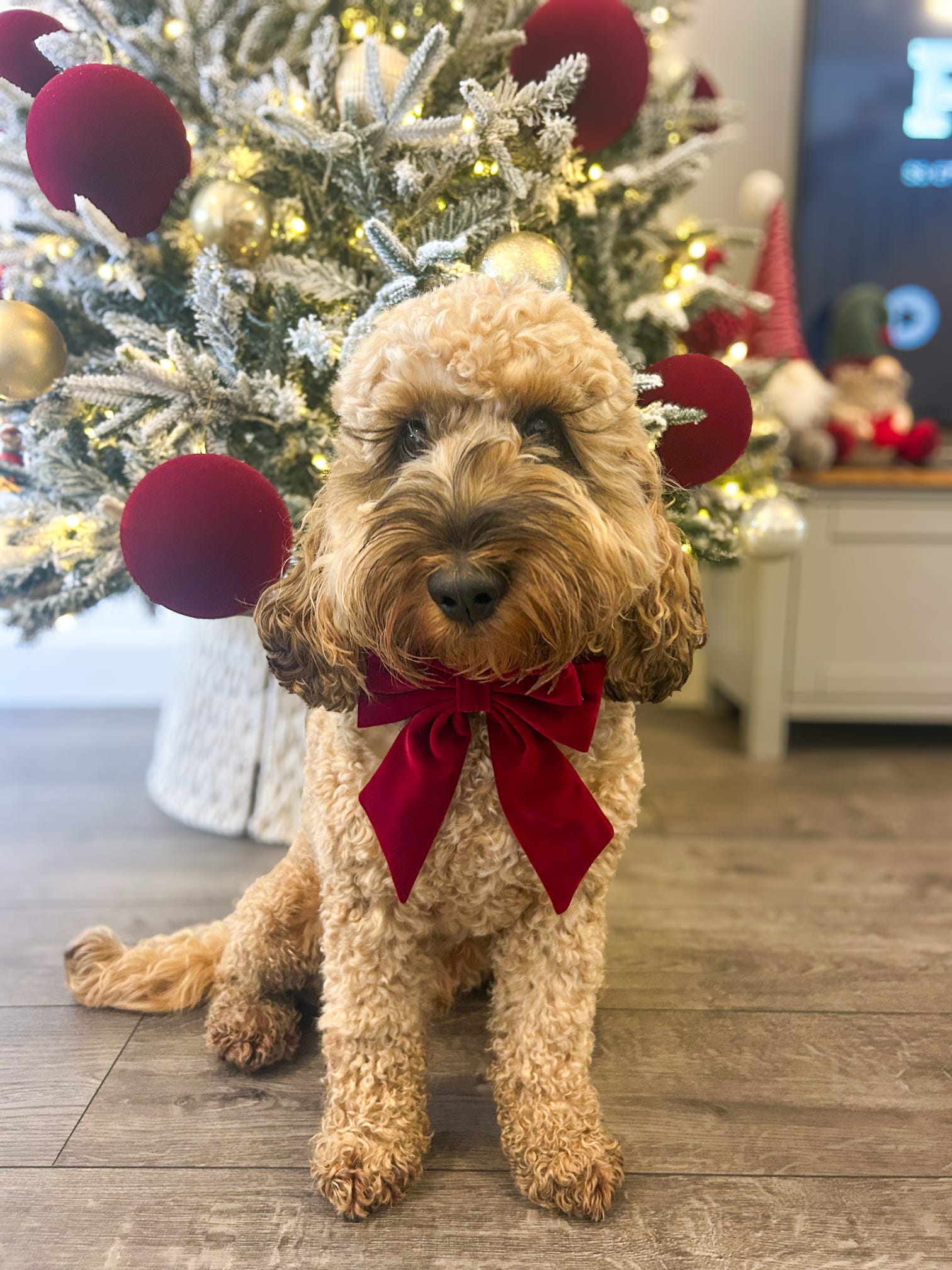 Red Velvet Sailor Bow