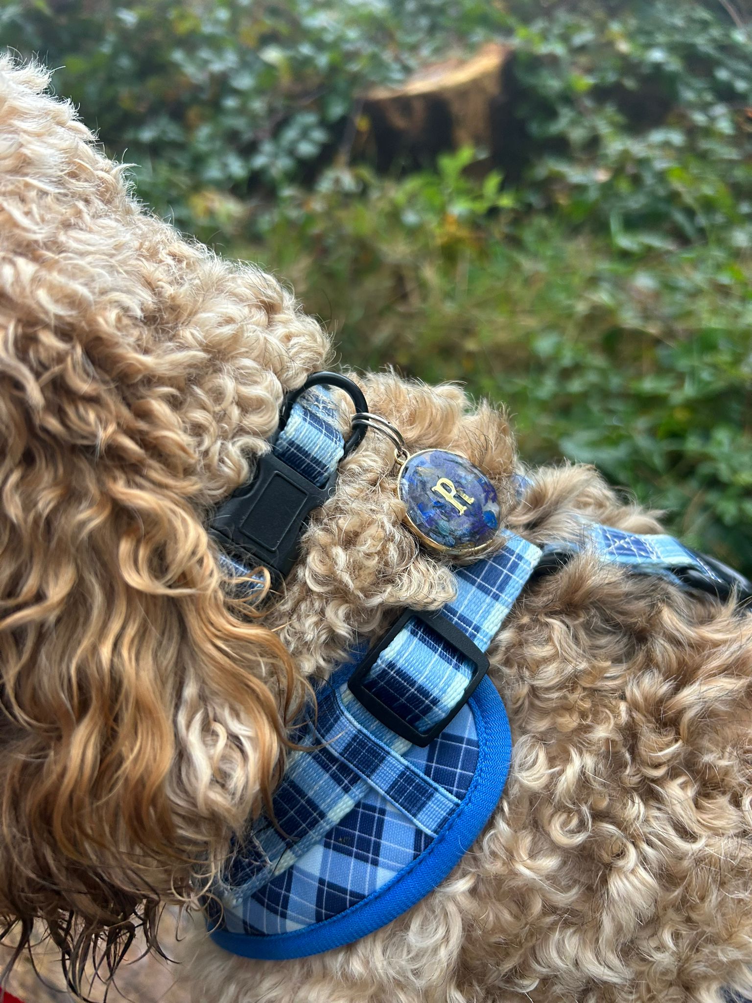 Tartan Trails Collar