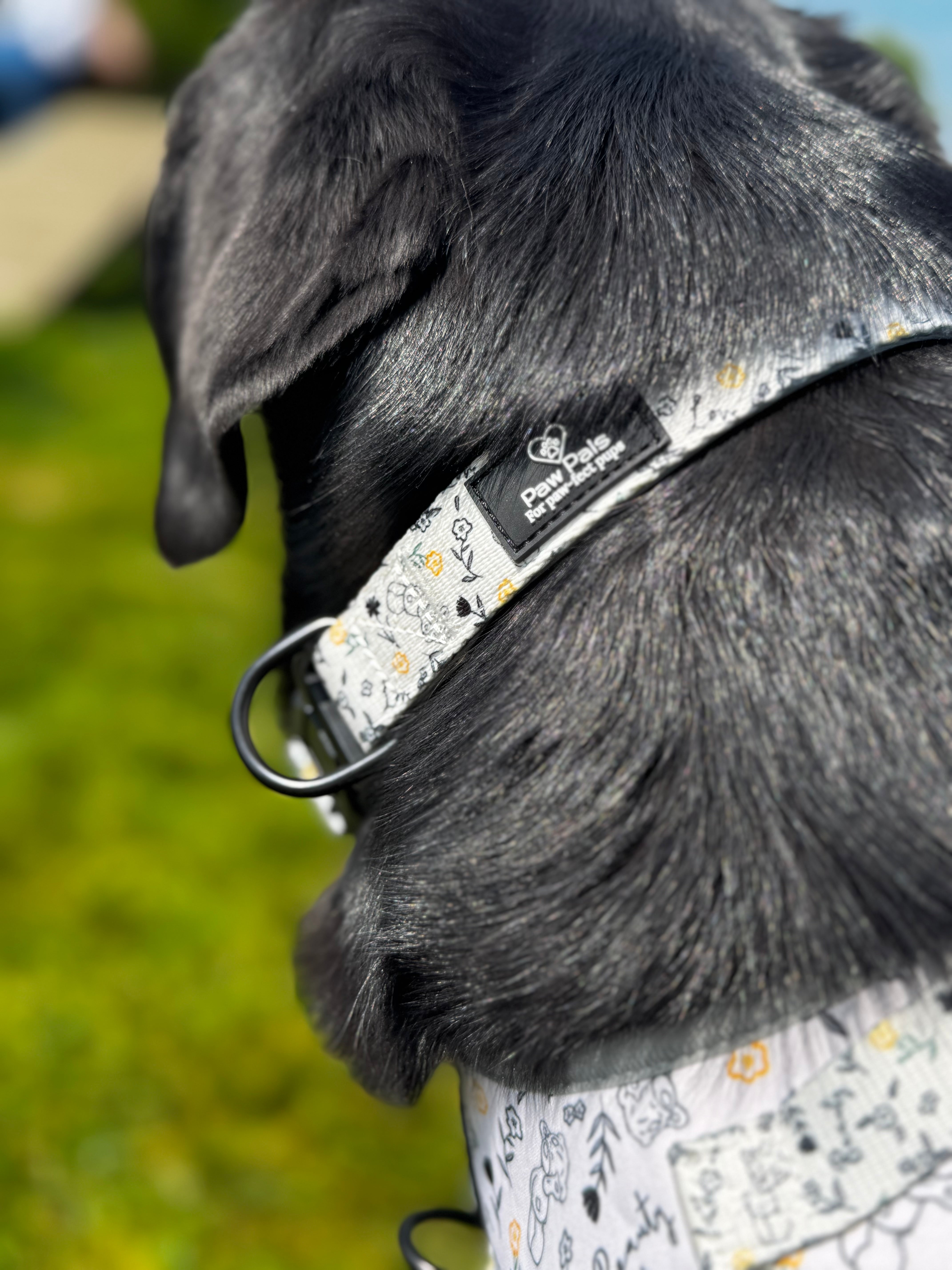 Tatty Teddy Springs Collar