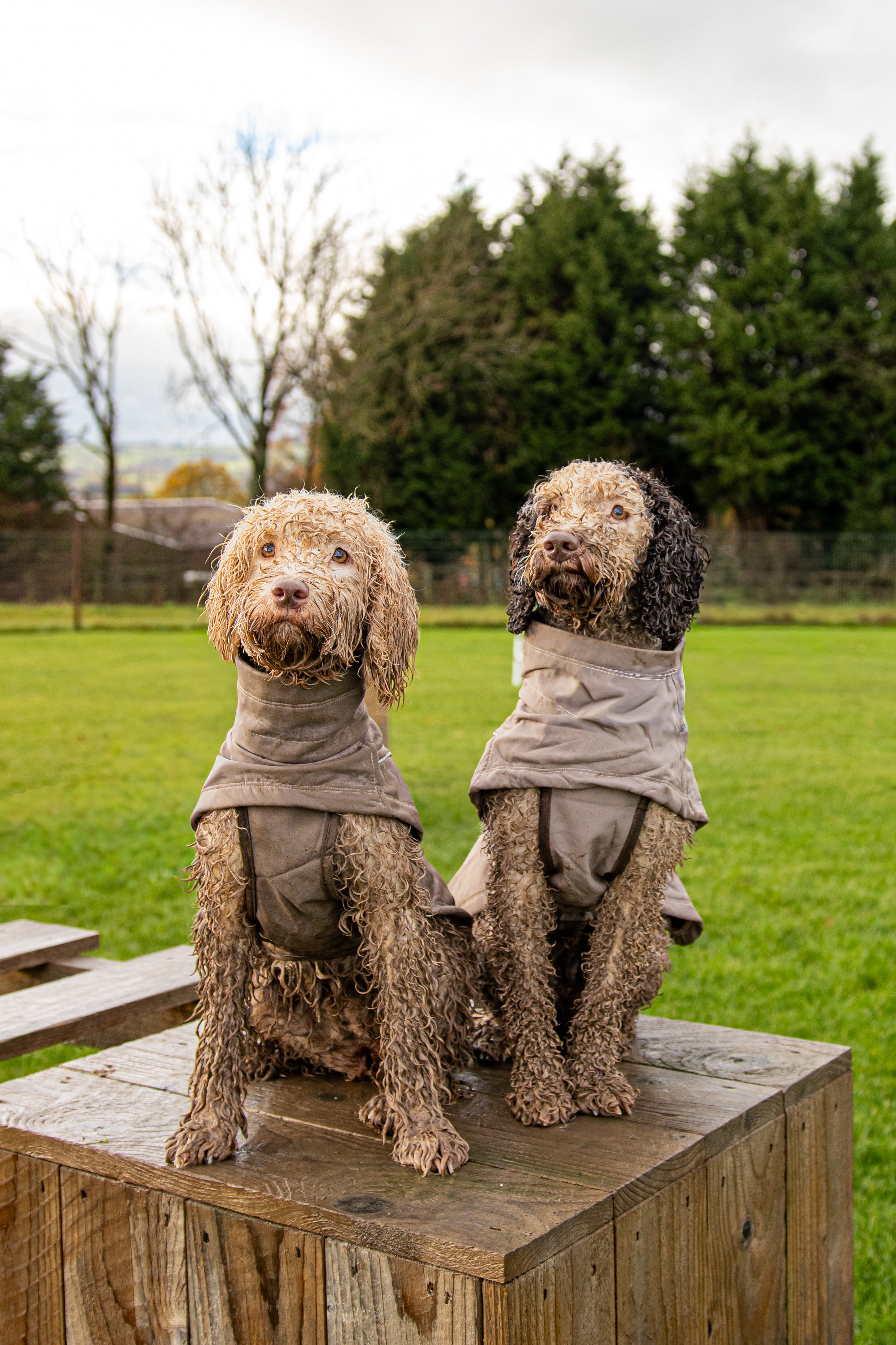 Pawpals Triple Shield Rain Coat - Grey