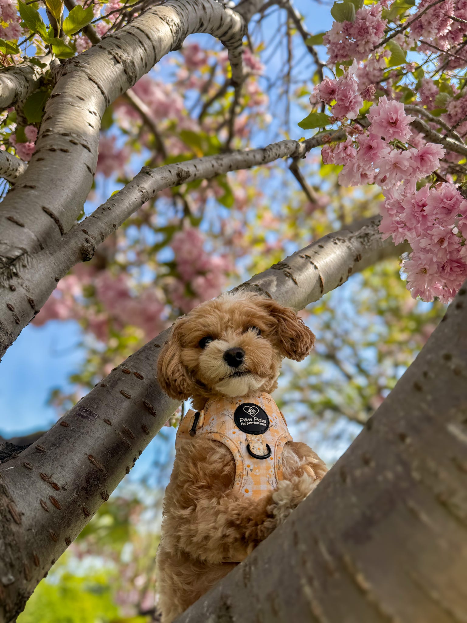Daisy Dreams Harness
