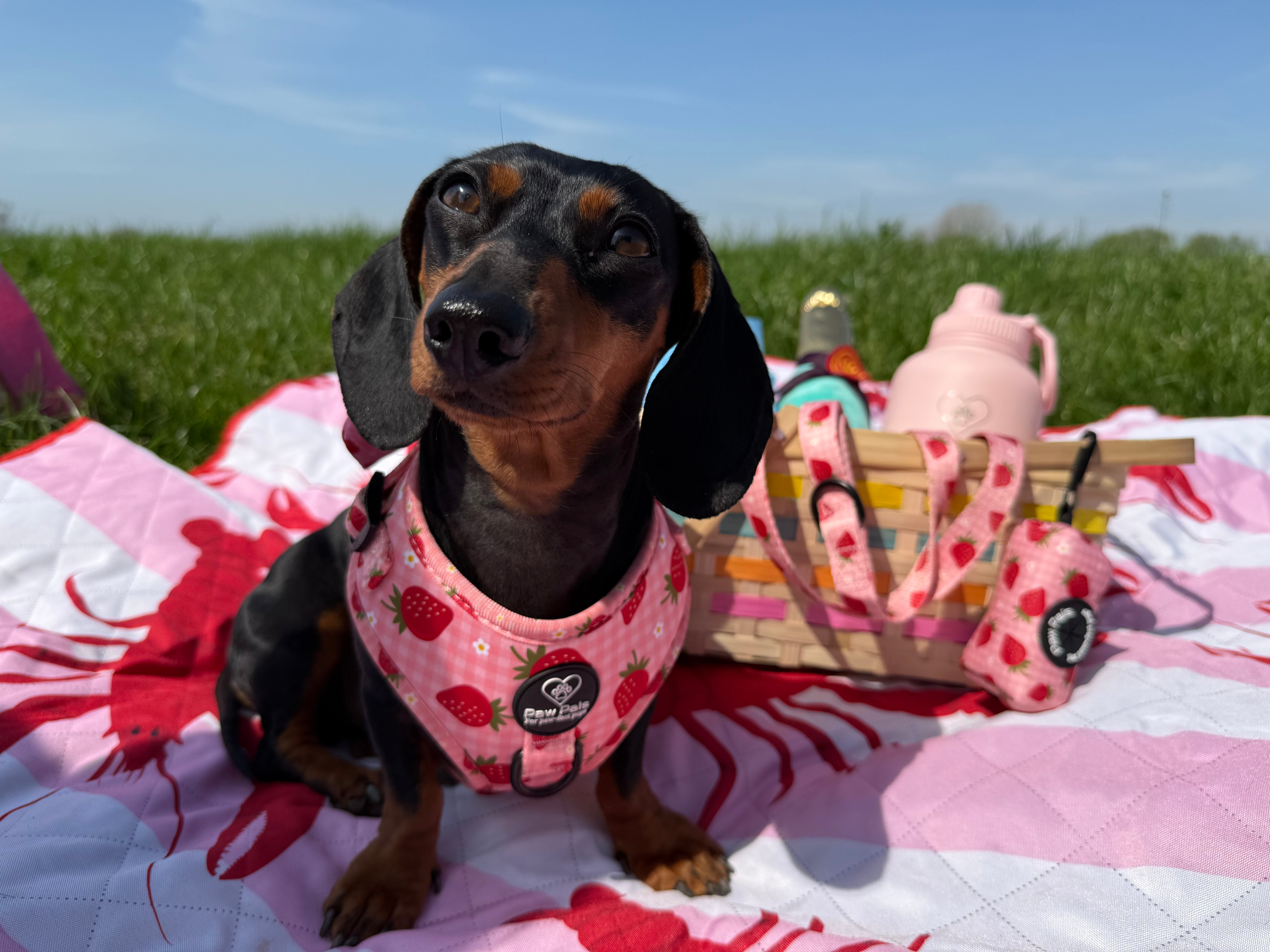 Strawberry Dreams Harness