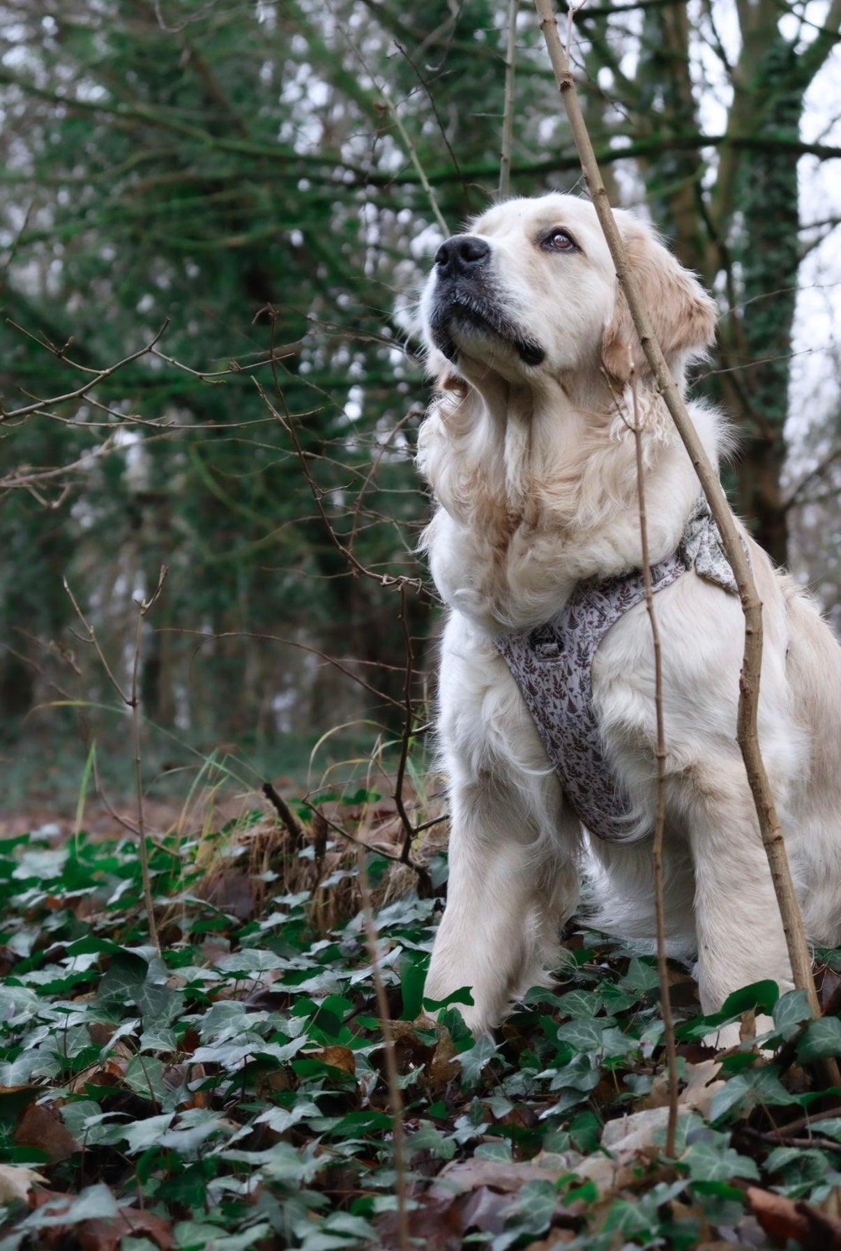 Woodland Willows PawpalsPro Harness